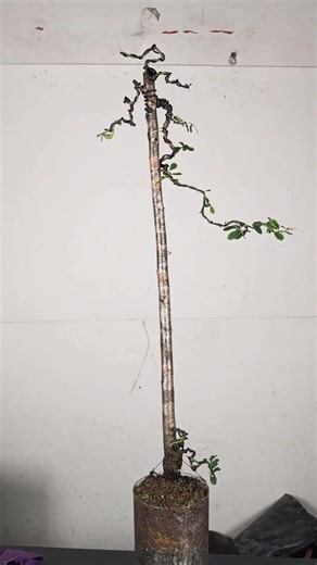 Simple and Easy Bonsai Creation