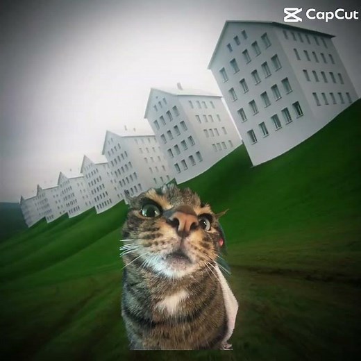 Some random kitty dreamcore