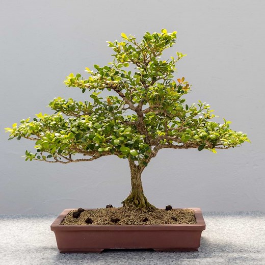 Kingsville Boxwood Bonsai Tree Care Guide | Bonsai Plant Resource