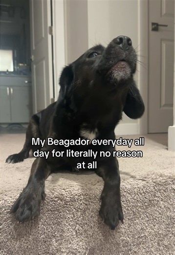 Product of a beagle and lab mixed but she’s a sweet angel who can do no wrong