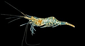 Palaemonetes - Alchetron, The Free Social Encyclopedia