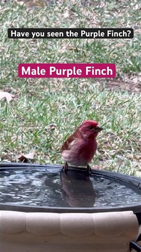 How to Identify Male and Female Purple Finches #purplefinch