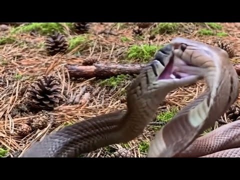 RARE Footage: Black Mamba vs. Cobra