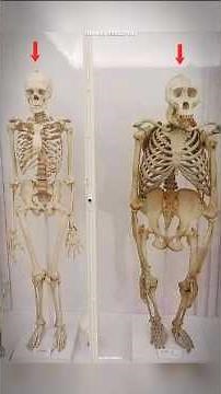 Human skeleton vs gorilla skeleton #science #sciencefacts