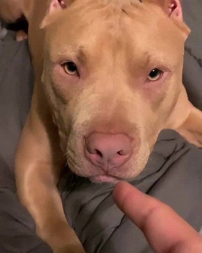 TheBullyEntourage on TikTok