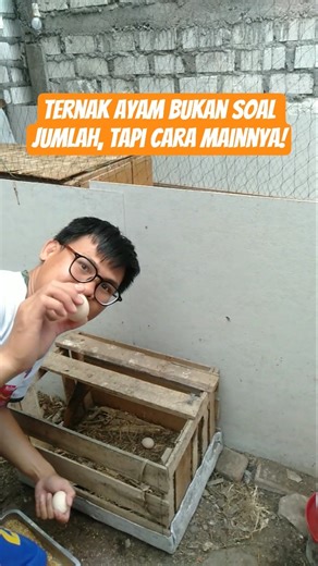 Ternak Ayam Bukan Soal Jumlah, Tapi Cara Mainnya! #mulaibeternak
