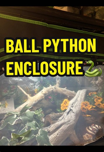 Replying to @lucy this is my ball python enclosure! 🐍 #ballpython #reptilekeepers #reptilecare