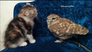 Cat and Owl Funny Fight (Very Cute)