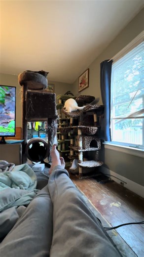 Catdadxinfinity (@catdaddyadventures)’s video of cat tree