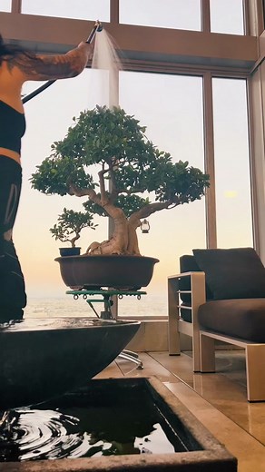 Watering Bonsai Trees: Tips and Tricks