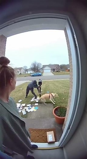 Mailbox Mayhem! Chaos Unfolds in Seconds