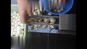 Watch How to use Electric Quail Egg Peeler Machine on Amazon Live