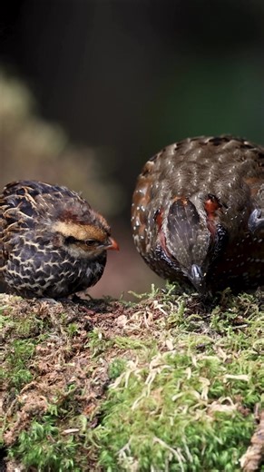 A quail family in the rainforest of Costa Rica | Harry Collins Photography
