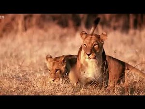 Wildebeest vs Lion Pride: The Ultimate Survival Battle