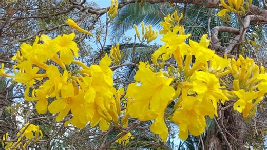 Flowers Petals Wind - Free video on Pixabay