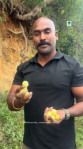 279K views · 11K reactions | Food for elephants Seeds change future  #habitatrestoration #seeds #seed #biodiversityconservationtrust #biodiversity #erode #sathyamangalam #tree #trees #food #foodstagram #wildfood #foodforest #elephant #wildfruit #fruits #amla #medicine #wildlife #tree #trees #seedcollecting #habitatrestore #habitat | Nandha Kumar | Facebook