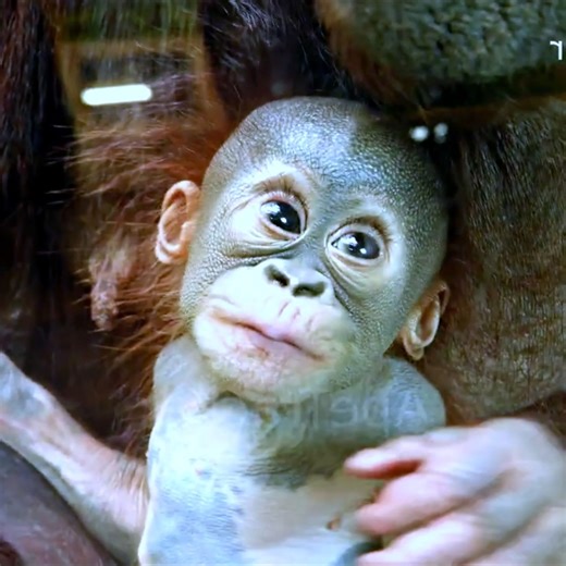 4.8K views · 471 reactions | Incredible Up Close Baby Orangutan Rufus ! #monkey | AnimalLovely | Facebook