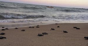 Ugrožene morske kornjače „zavladale“ praznom brazilskom plažom