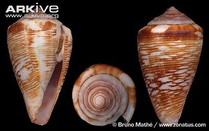 Conus - Alchetron, The Free Social Encyclopedia