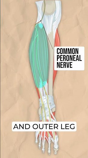 How It Works: Peroneal Nerve Palsy