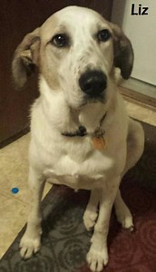 Huge Dog and Puppy Adoption Event