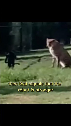 Cheetah Fighting AI Robotic Dog - Who Will Win?