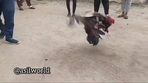 Indian Asil. @J Mohan Raj. | ASIL WORLD