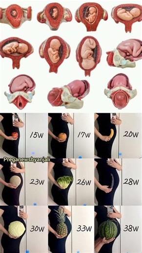 cute little baby growing in mom's womb week by week pregnancy ❤️#baby #pregnant #shortvideo