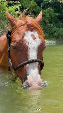 Hilarious Horses: The Funniest Horse Moments You'll Ever See! 🐴😂 #FunnyHorses #HorseComedy #horse