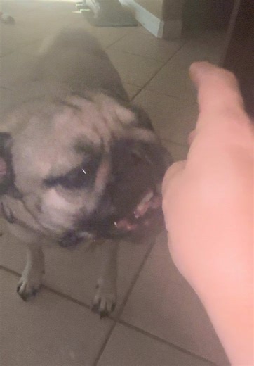 My secret without secret hehehe 😛 to training your pug ….. you want to know ❤️❤️❤️😛🐾🐾🐾🐾🐾 any age just try …. ❤️🙏😊 #training #trainingtips #traineddog #pugs #pug