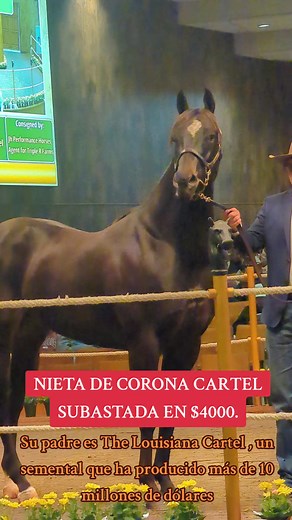Corona Cartel Bloodline: Top Racehorses and Auctions