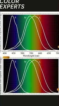 How Do We See? Rods and Cones #sight #vision #eyes