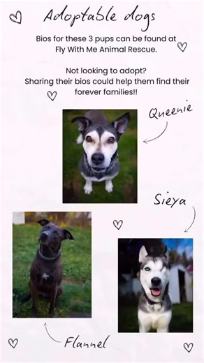ADOPT US! We currently have three dogs in foster homes in Nova Scotia who have been waiting 6-12 months for their happy ending! None of these three pups have even had any meet and greets! Sieya, Flannel, and Queenie are all people friendly, dog friendly, and fully vetted. If interested, please submit the adoption application on our website and a coordinator will help you from there. Let’s all do what we can to get these three dogs a forever home! #rescue #rescueismyfavoritebreed #killsheltersurv