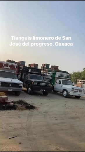 San José del Progreso🇲🇽 | Limón persa y limón con semilla de México