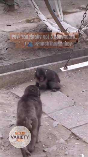 THE PUNCH REDEMPTION! 🧱🕊️ After millions of us worried about him, baby Punch finally has two adult protectors in his clan. One of them, a larger male, has been seen shielding Punch from the bullies while another grooms him. 🥹🛡️ He still has his IKEA plushie, but he finally has a real family looking out for him! Share this to spread the happy update! 👇 #PunchTheMonkey #AnimalNature #Heartwarming #GoodNews #ViralUpdate