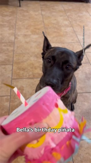 Bella_Maligator on Instagram: "Bella’s birthday cake piñata #birthday #belladog #4 #pinata"