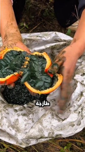 This strange fruit looks rotten but is actually very valuable! 😱🍃 #shorts