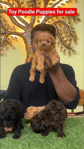 toy Poodle Puppies for sale - 9704966193
