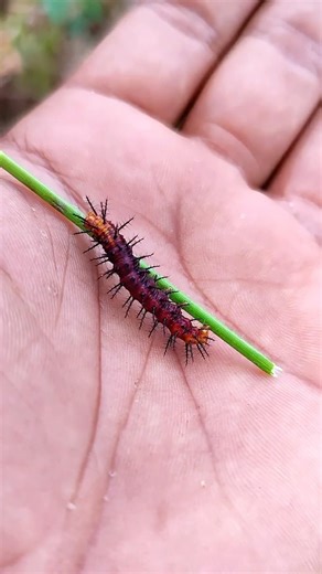 SUPER cute insects 🐞 #anyuniqueanimals#animals #insects #bug #caterpillar #mantis