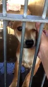 9.4K views · 844 reactions | Rescued by C-S Animal ResQ, Inc. and...