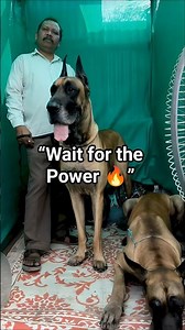Massive Great Dane Dog Standing Like a Lion 🐕🔥 #shorts