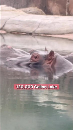 UNREAL Hippo Enclosure at Dallas Zoo – Must See! #animals #zoo #animalfacts #funfacts