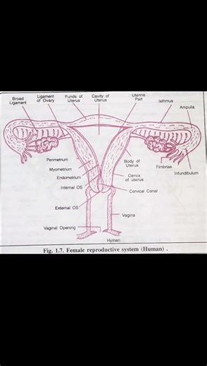 drawing of human female reproductive system for +2 & medical College students 🧑‍⚕️🏥