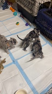 40K views · 726 reactions | Great Dane puppy serotonin! ((All puppies have been pre-adopted)) | Hill Country SPCA | Facebook