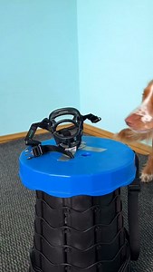 24K views · 908 reactions | First muzzle training session for Zoe! ...