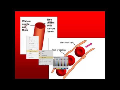 Transport in Humans for IGCSE Biology. Part 2-blood vessels and the heart