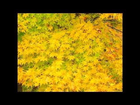 モーツァルト: ピアノ協奏曲第23番：第2楽章［ナクソス・クラシック・キュレーション #切ない］