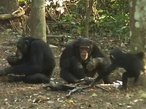 How chimpanzees handle death: Biro, part 2