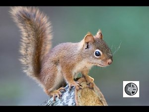 Bébés écureuils roux hyperactifs/Hyperactive baby Red Squirrels