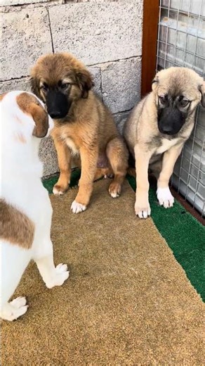 🐾💛 Sega & Atari Update 💛🐾 #warpaws #shelterlife #dogs